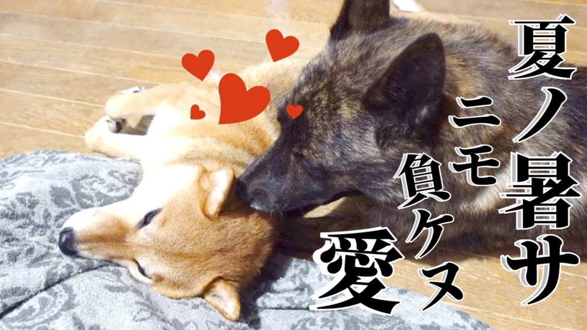 猛暑に飼い主そっちのけで戯れる犬達【甲斐犬・柴犬】