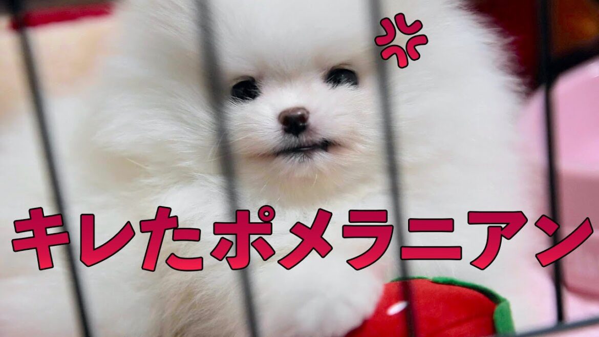 悪口を言ったらキレた犬【すみませんでした】
