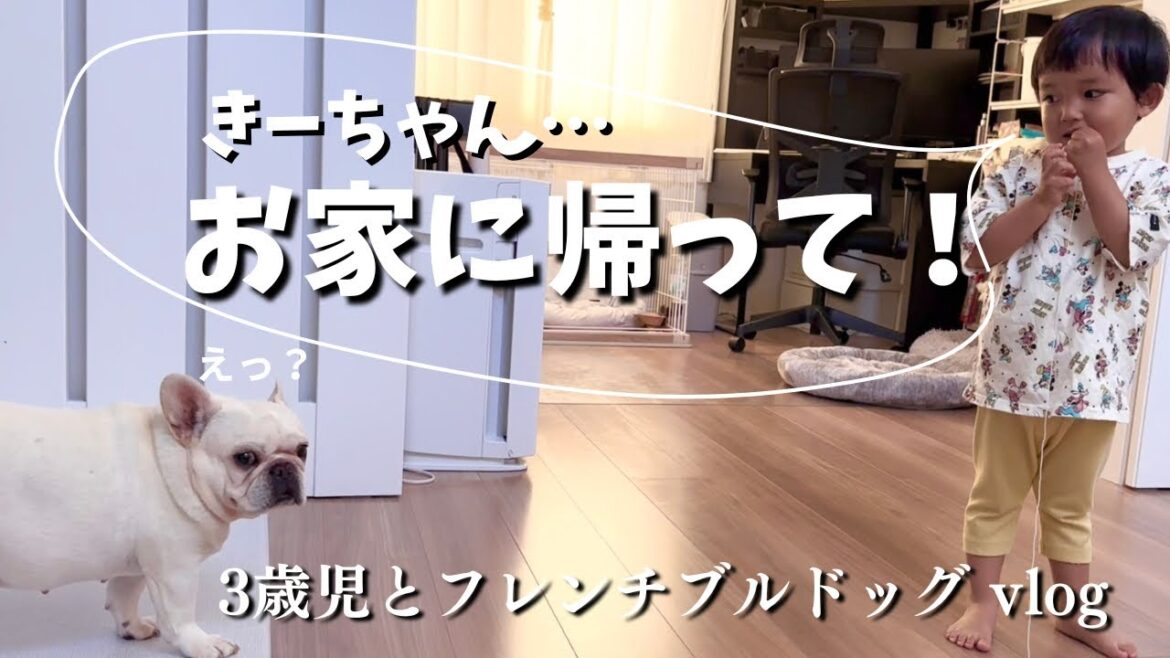 フレンチブルドッグが3歳児に注意された結果…