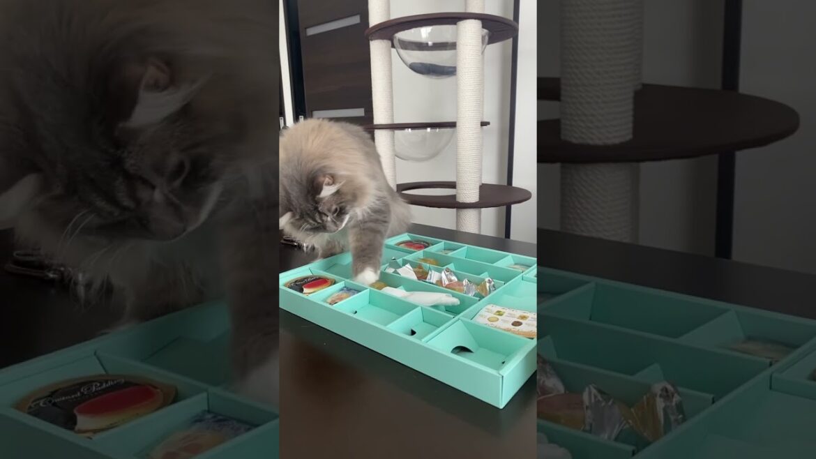 しれっとお中元をいただこうとするネコ #ねこ動画 #サイベリアン #cat