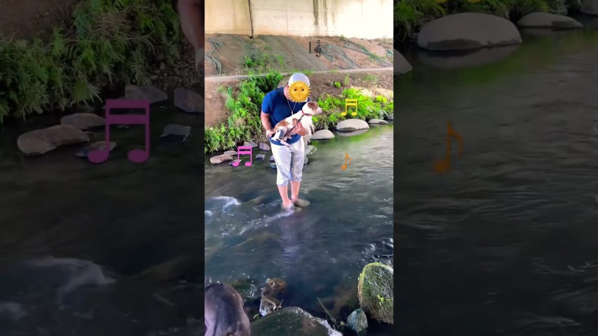 Air swimming dog. 抱っこされても泳ぐ愛犬ジャックラッセルテリア　#shorts #jackrussellterrier #dog