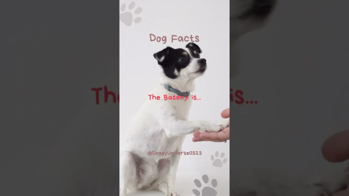 Basenji: Ancient African Breed... #shorts #dogfacts #subscribe