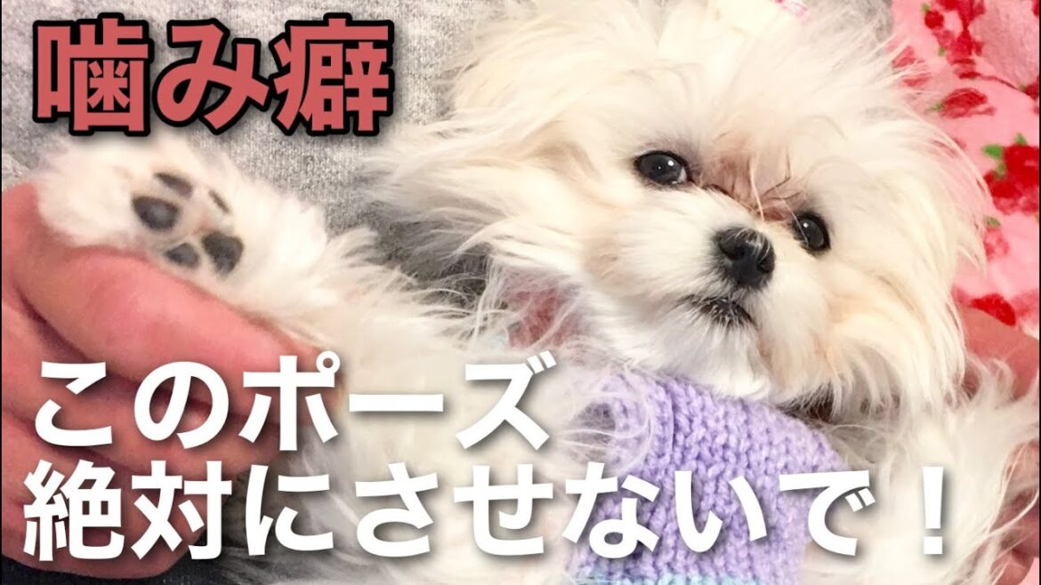 甘えん坊マルチーズが飼い主を噛むようになった理由、後悔