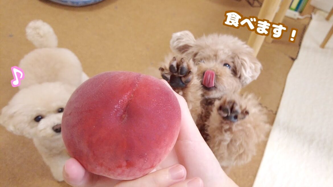 おやつに大好物の桃が出てきて大喜びする兄妹犬♪
