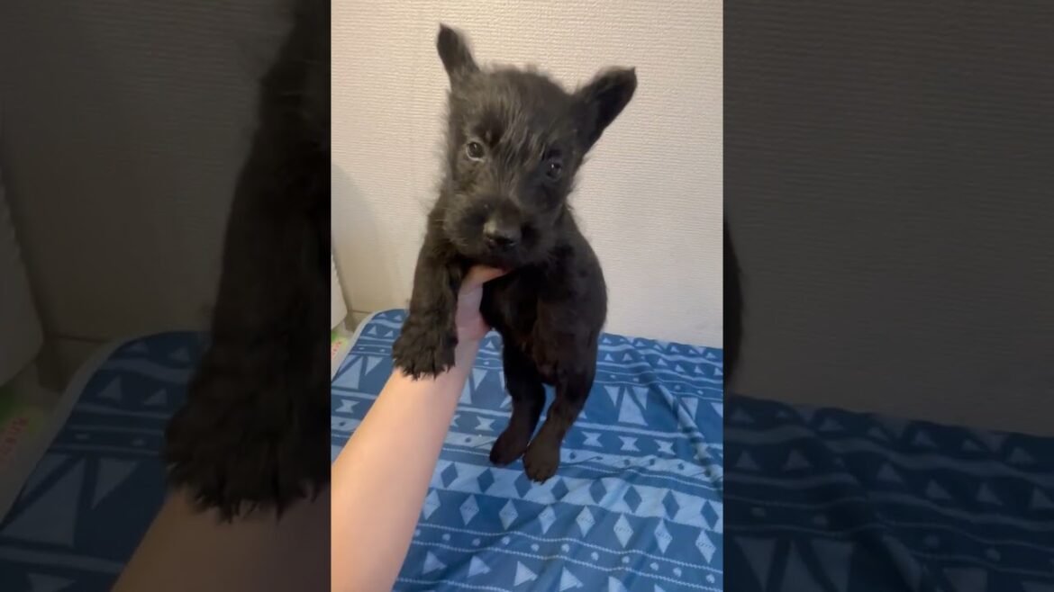 スコティッシュテリア 珍しい男の子