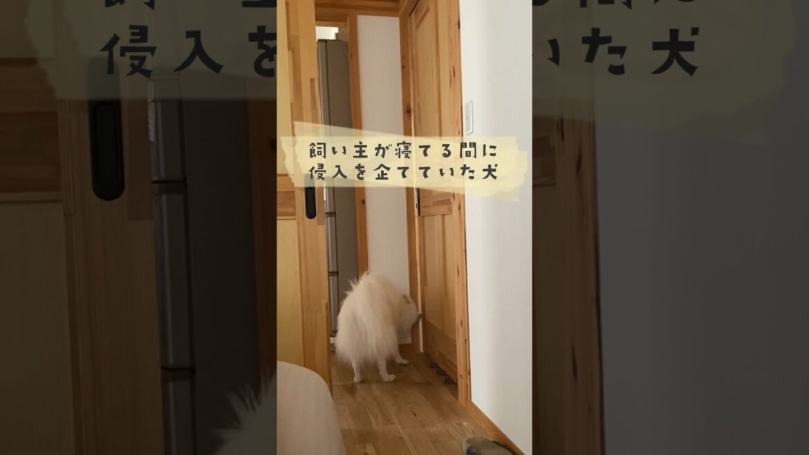 犬と人の知恵比べはどちらが勝つのか　#日本スピッツ #japanesespitz #shorts