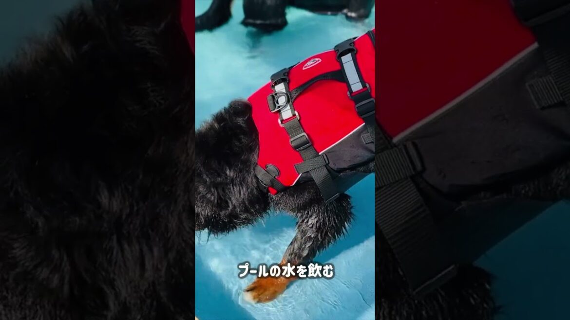 プールにチャレンジしてから9ヶ月後のバーニーズマウンテンドッグ