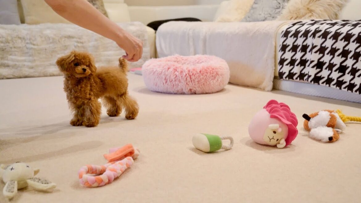 【検証】おもちゃ好きなトイプードル子犬はどれを選ぶのか？予想外の結果に・・！笑