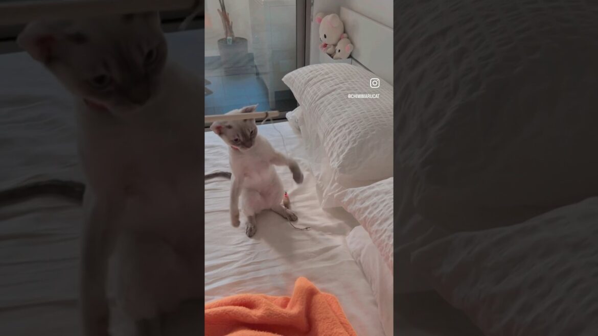 Devon Rex Cat - Mummy, Mousey is here.🐁 Here! Here! マミー、ねずみさん、ここにいるよ！ #devonrex #cat