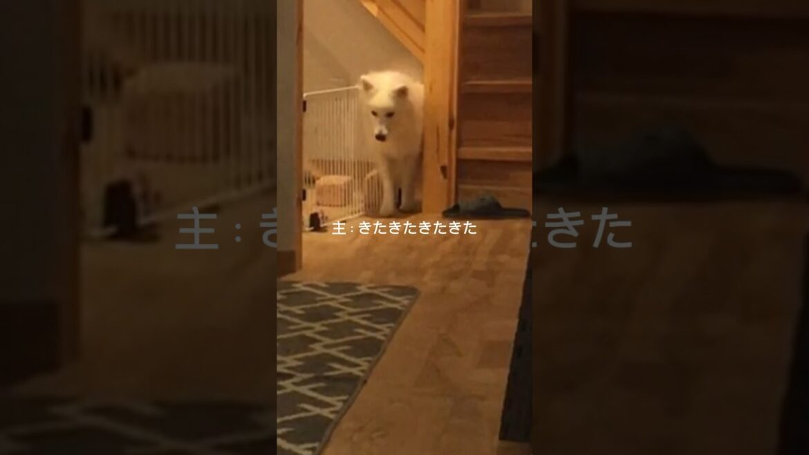 【実録】脱走しようとしているスピッツ犬を隠し撮りしてみた　#日本スピッツ #shorts #脱出