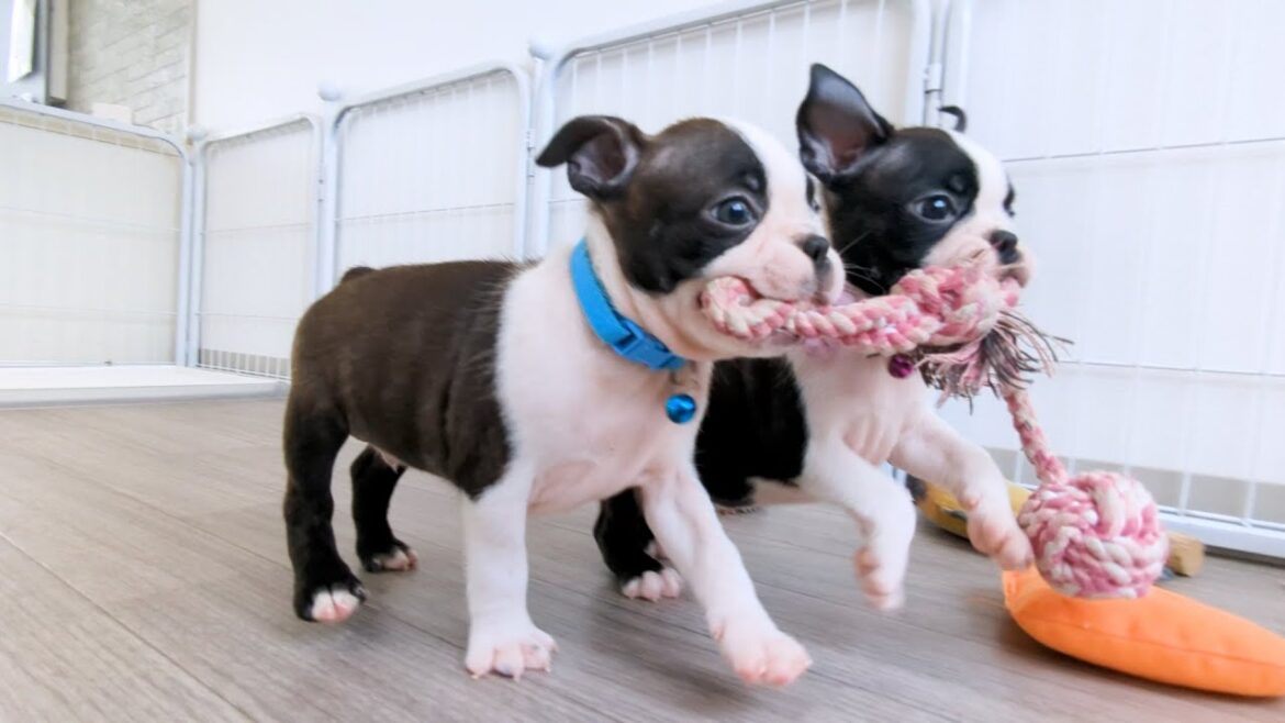 ボストンテリア兄弟 ご愛犬🌟