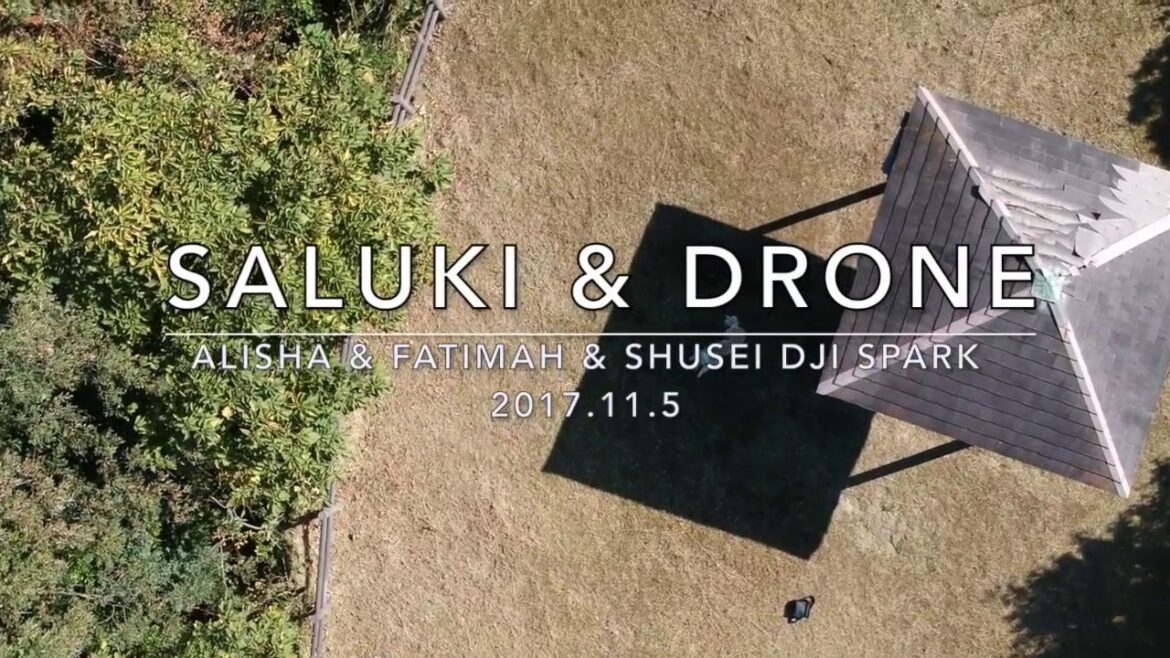 Saluki & Drone DJI Spark サルーキの走るスピードについていけず