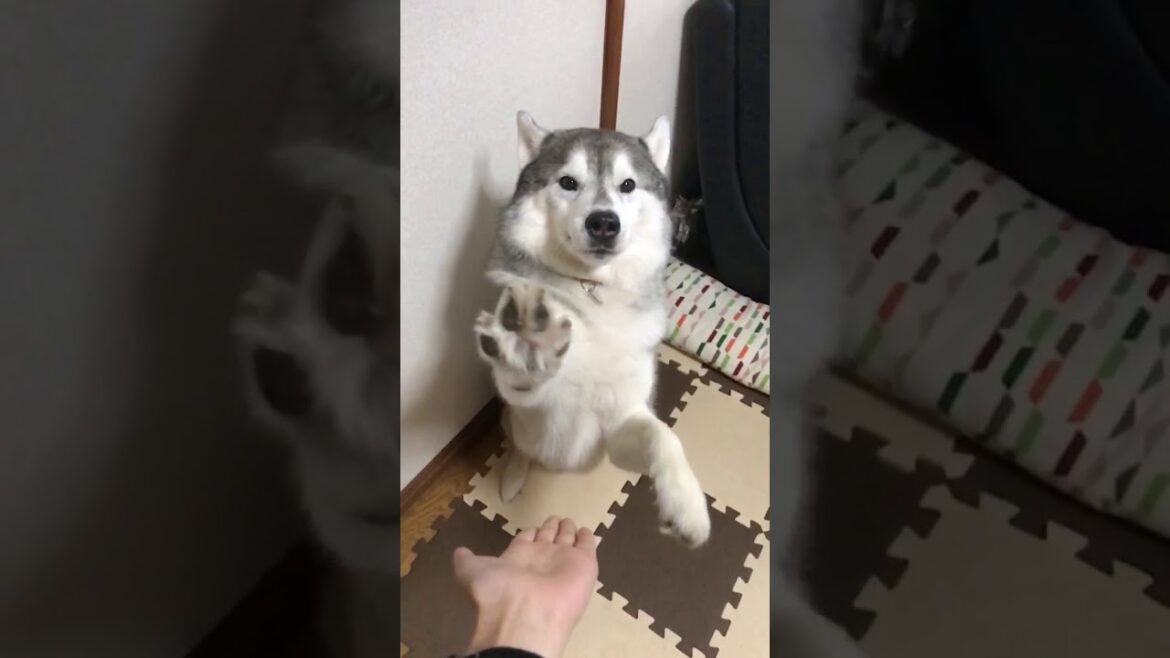 お手の概念をあまり理解してないシベリアンハスキー
