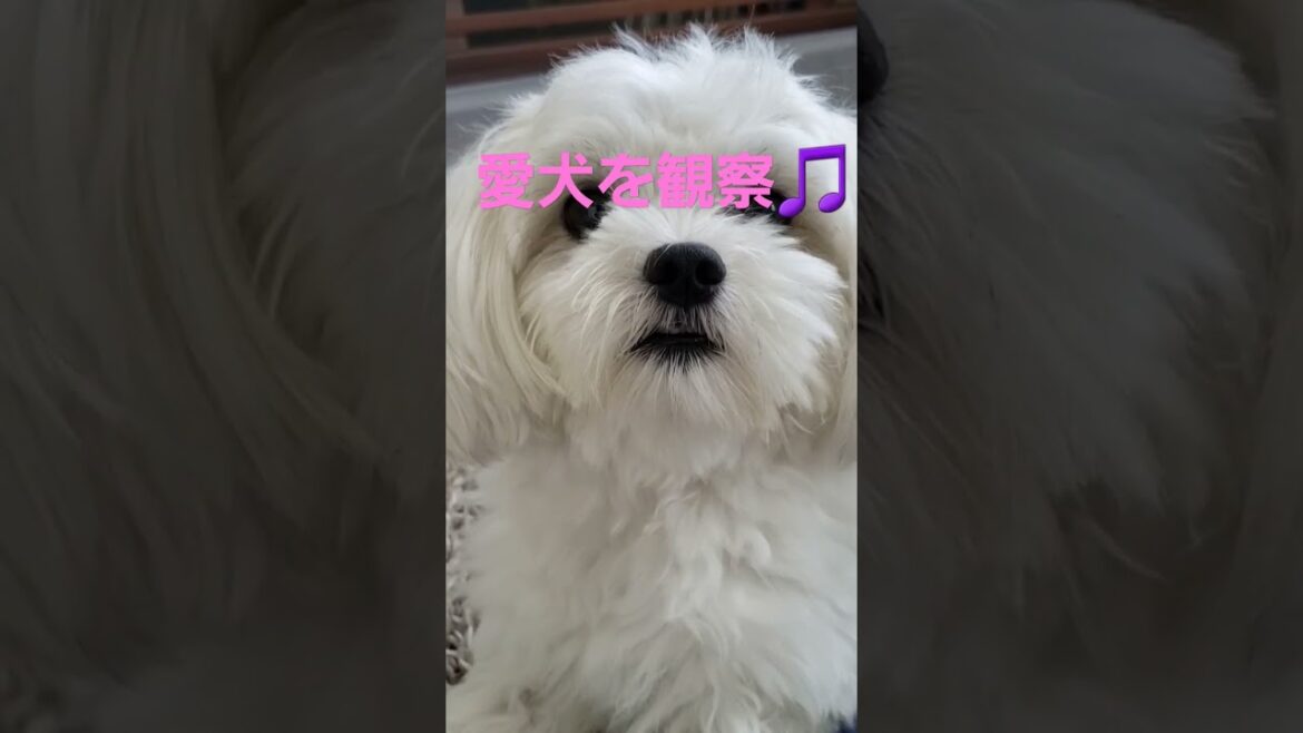 【マルシーズー】　愛犬を観察してみました(笑)　 #シーズー #マルチーズ #愛犬