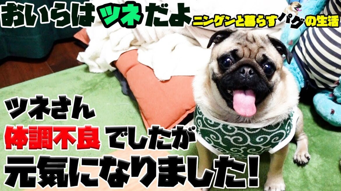 【面白パグ動画】食卓にパグがいるとこうなります...
