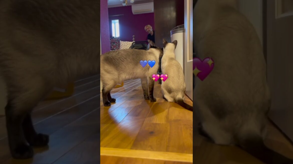 Siamese cat heartbreak💖