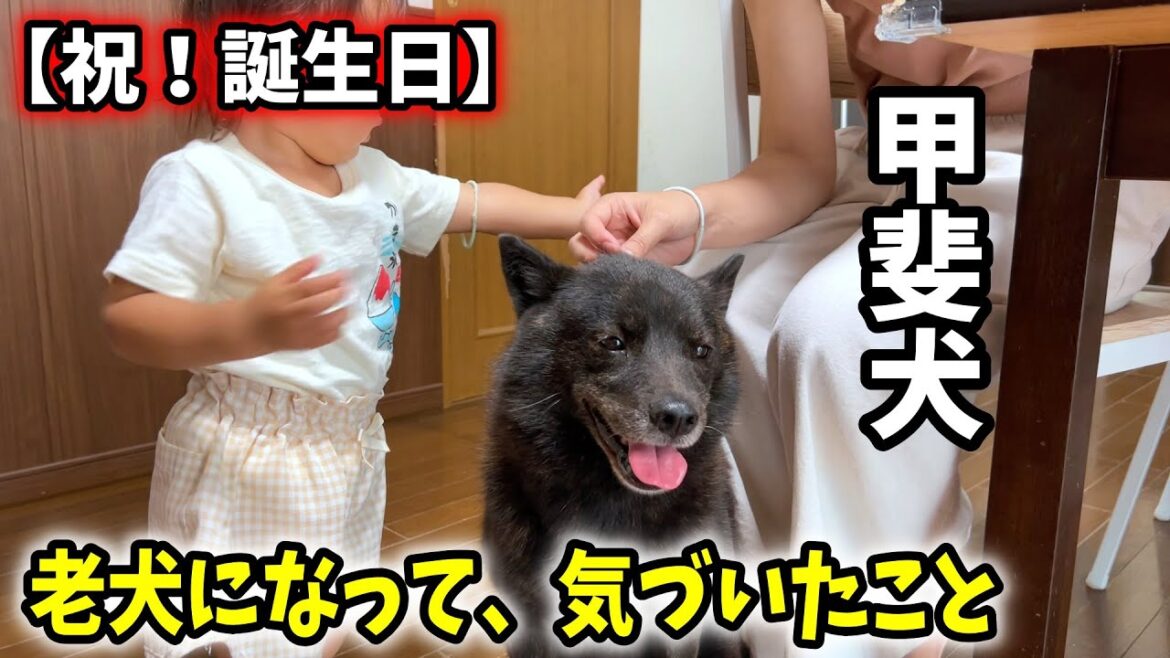 甲斐犬について、新しい発見をしました【甲斐犬と猫と娘】【老犬】