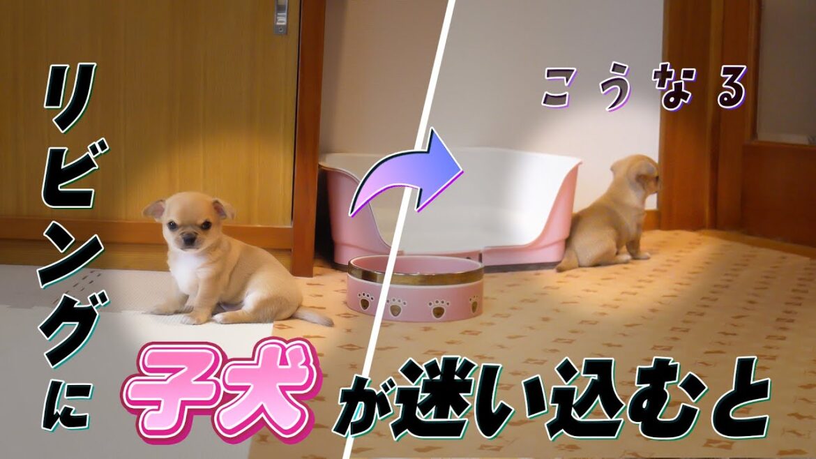 【子犬】強気な赤ちゃんチワワがリビングに迷い込んだら撃沈された😱【生後33～36日】