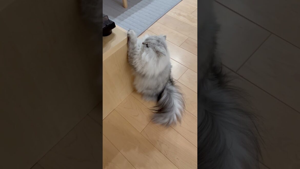 怒られると分かっているのに家具で爪を研ぐ猫 【サイベリアン】 #Shorts