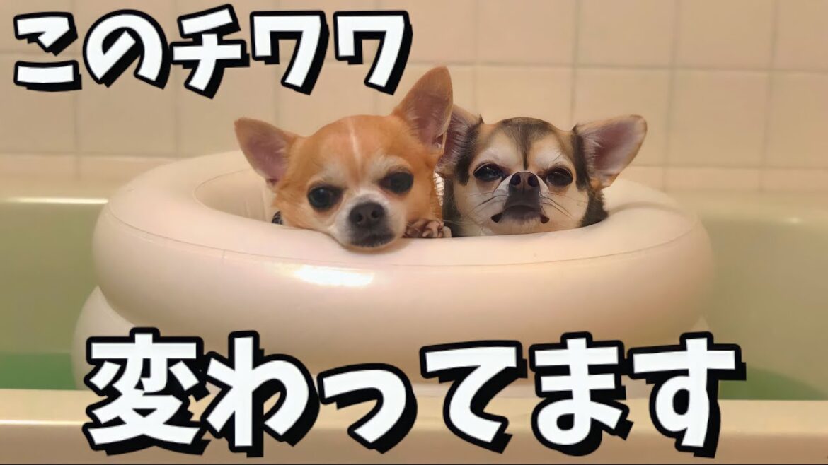 水は嫌いなくせして我が家のちょっと変わったチワワをご紹介します