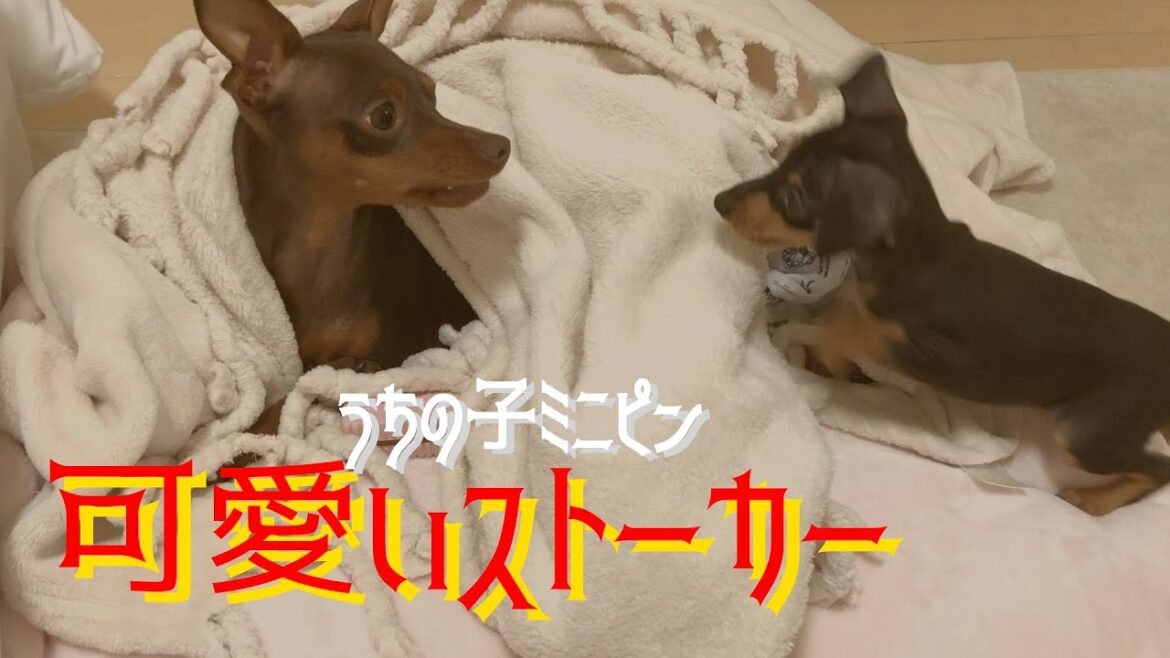 【ミニピン】ユニのチヨ愛がすごいです