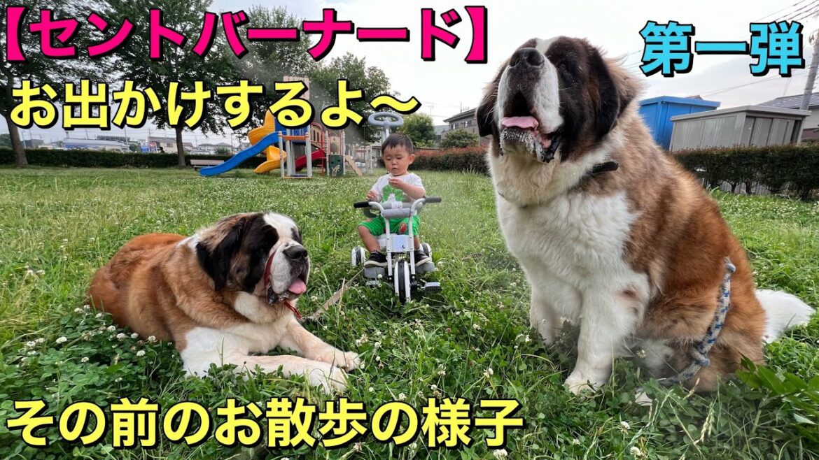 【セントバーナード】栃木県真岡市井頭公園へ出発前のお散歩の様子　 第一弾