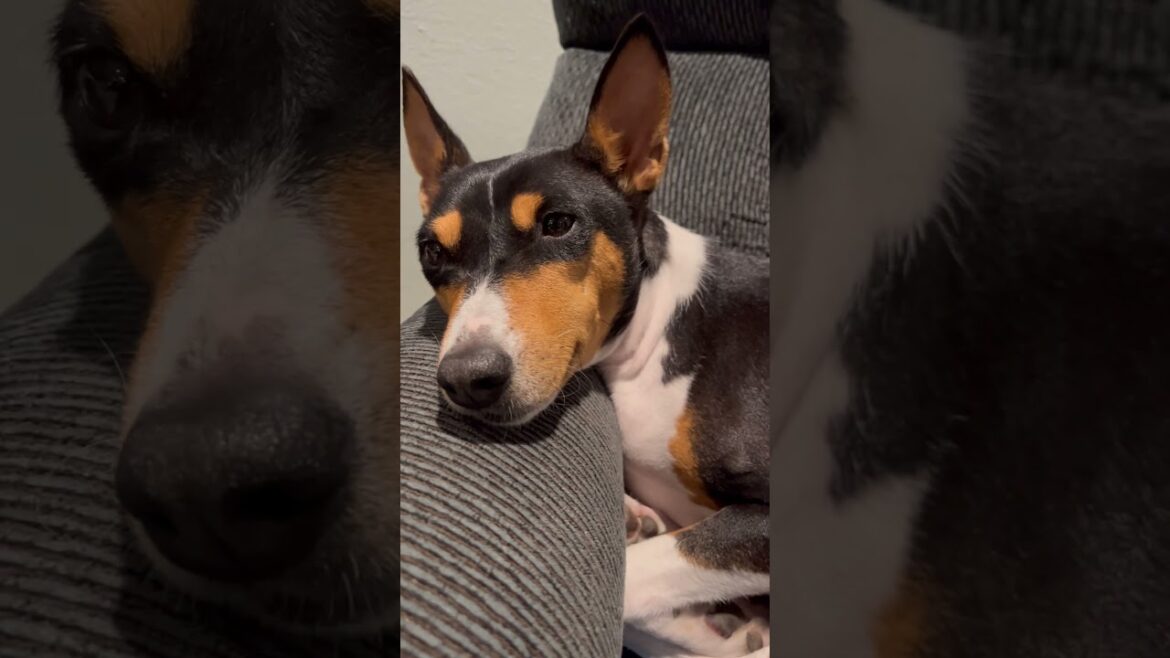 The Beautiful Basenji #barkless #dog #basenji