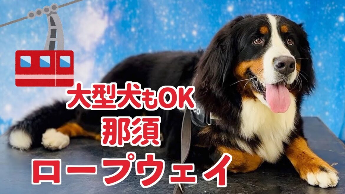 初めてのロープウェイにバーニーズマウンテンドッグがチャレンジ！