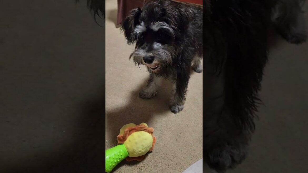 Miniature Schnauzer Jumps For Toy