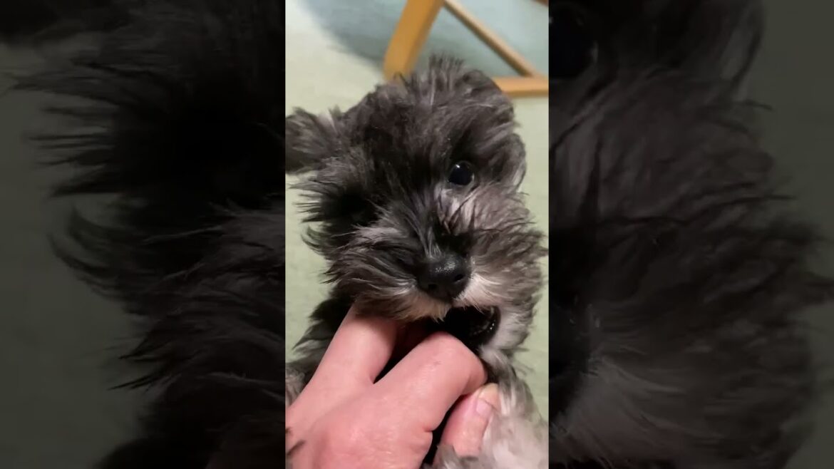 かわいい愛犬とじゃれ合ってみました。ミニチュアシュナウザーひじき #shorts