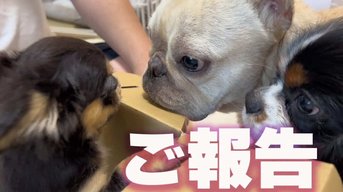 【ご報告】新しい家族をお迎えすることになりました#キャバリア #フレンチブルドッグ #多頭飼い #いぬ#チワワ