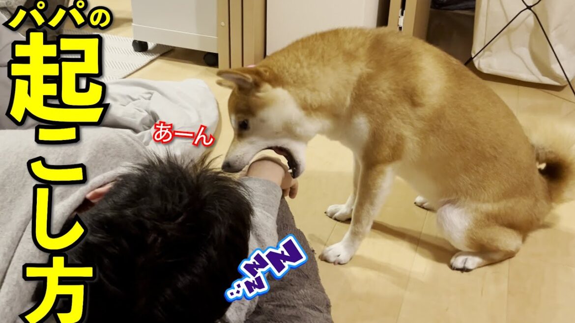 【おもしろ】爆笑必至！？寝てるパパを叩き起こす柴犬