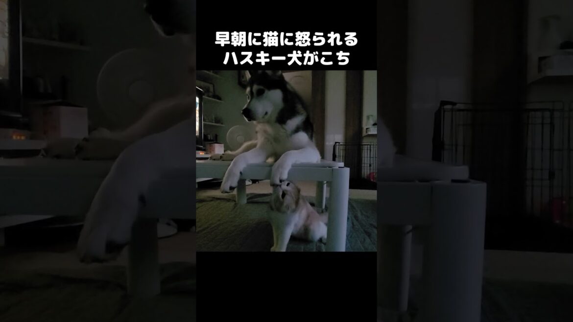 早朝に猫に怒られるハスキー犬がこちら...#shorts