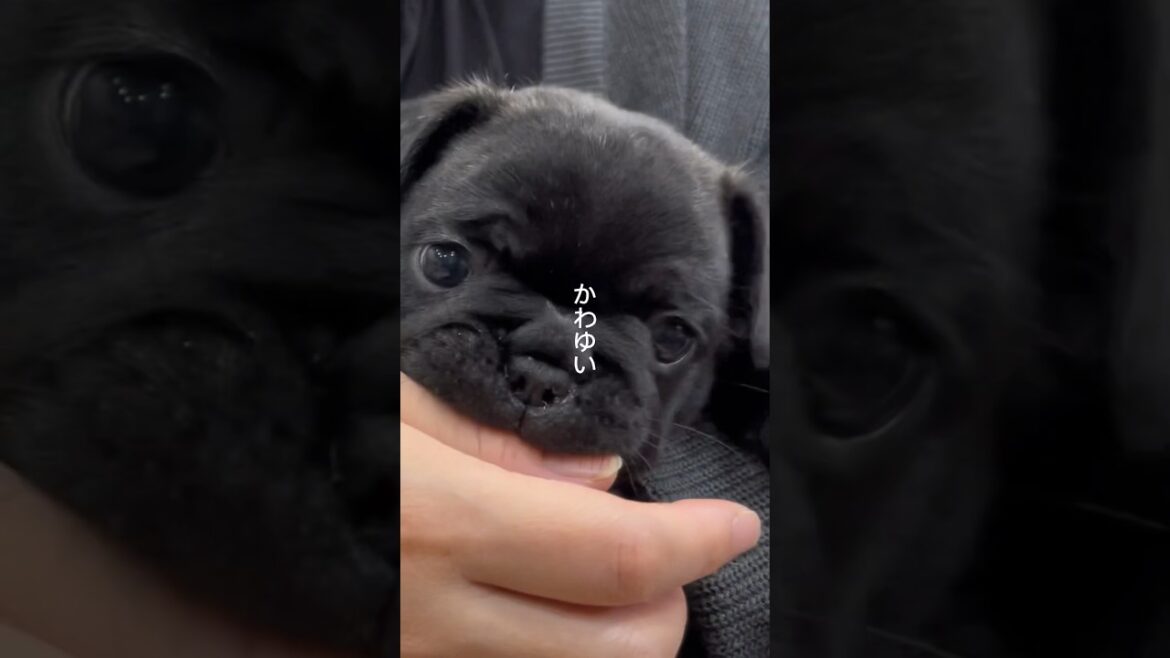 わんこの成長が かわゆすぎる
