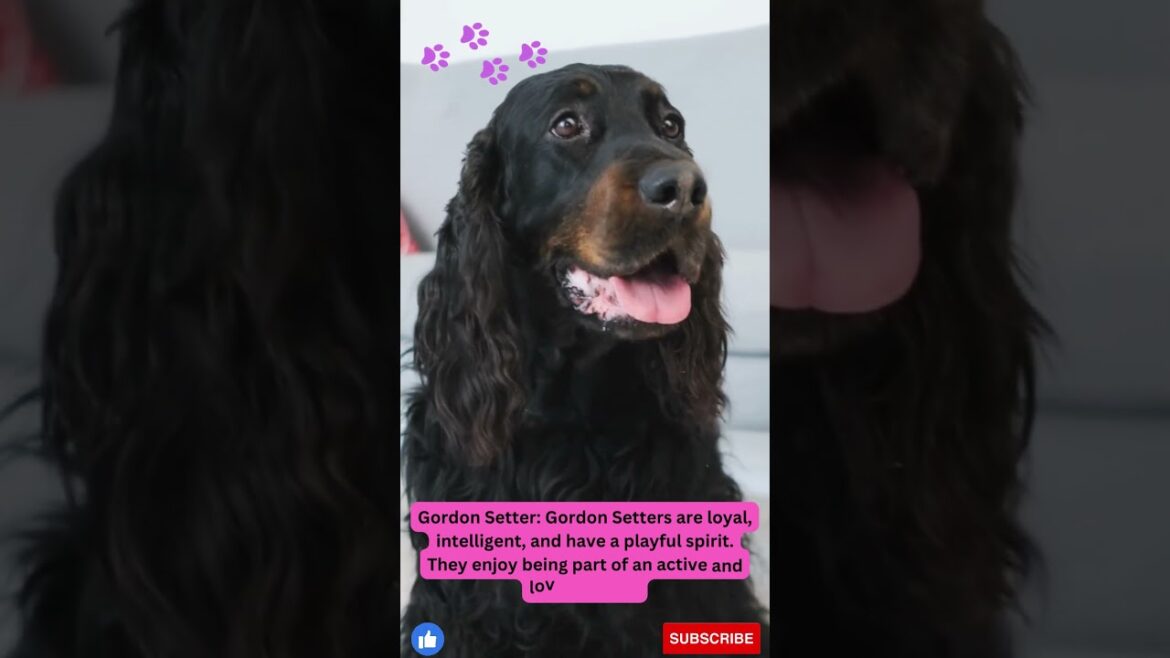 The amazing dog Breeds for Families # 18 Gordon Setter