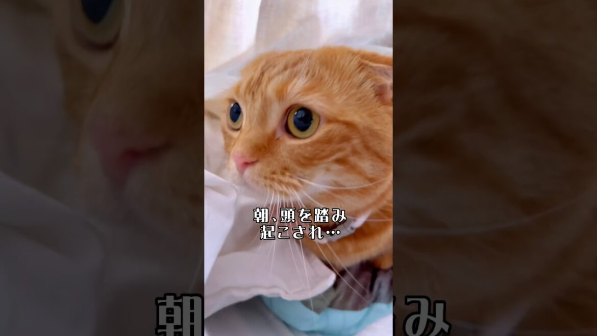 自由すぎる短足猫の半日の様子がかわいい