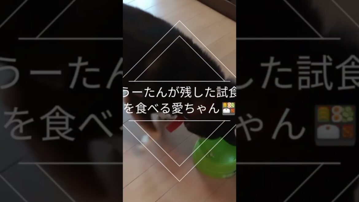 白顔狆うーたんが残した試食を黒柴愛ちゃんにあげてみた…