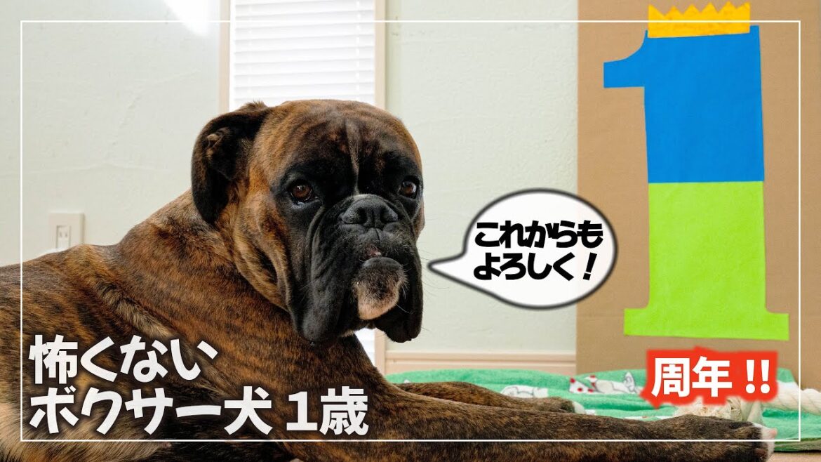【ありがとう】Clove the boxer dog TV 1周年！