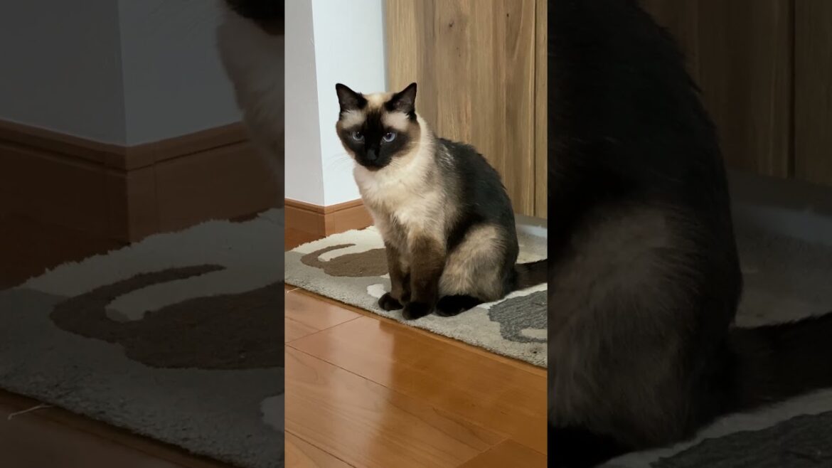 【2023.07.12】今日のシャム猫のふくさん（音無し）【たぬき猫】 #shorts