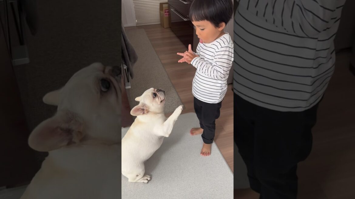 オヤツの為なら嫌いな3歳児にも喜んでお手をする犬 #shorts #保護犬 #フレンチブルドッグ