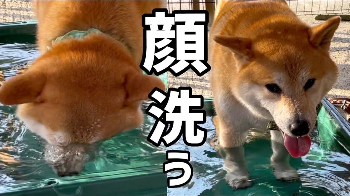 水遊びが好き過ぎてエスカレートする予感しかない巨体柴犬w