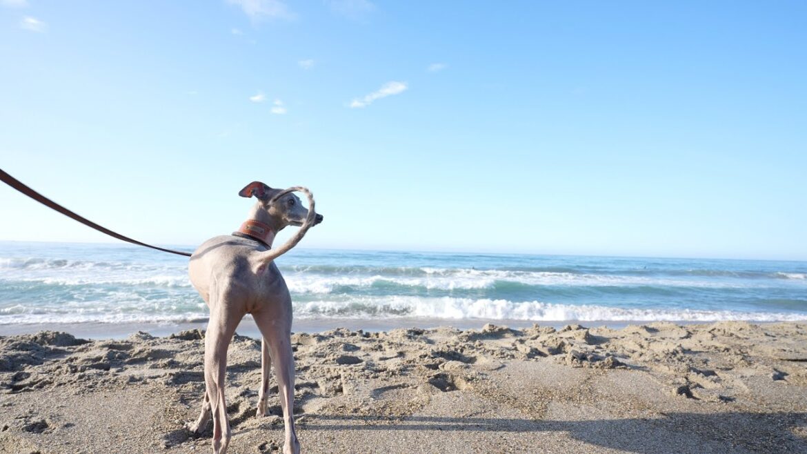 キャンピングカーで犬と海に遊びに行ってきた！！！
