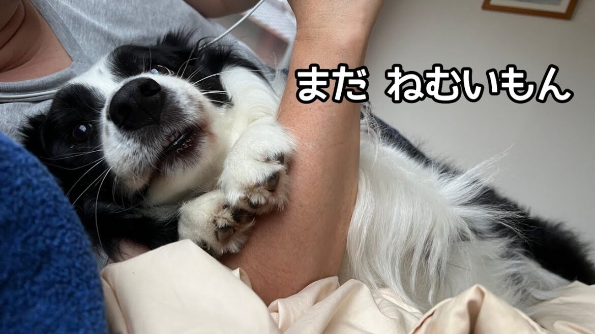 ベッドと枕を使いこなして子どもみたいになった愛犬 #ボーダーコリー #bordercollie