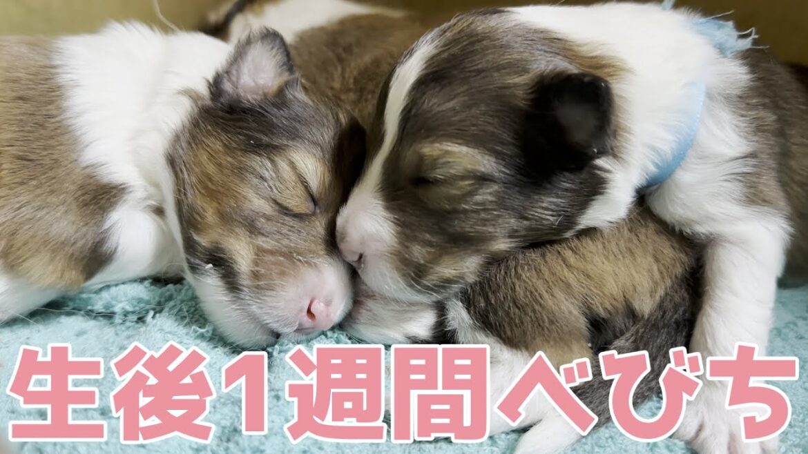 【シェルティ】生後一週間たったべびち【すくすく成長中】