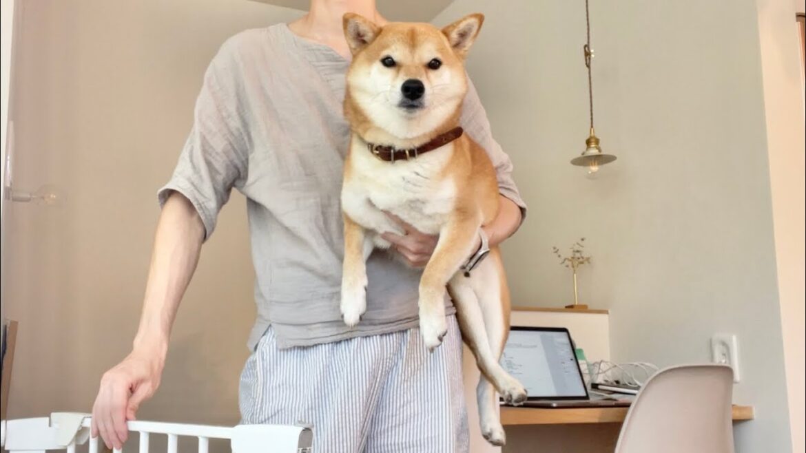 朝5時に起こされ不機嫌さを隠せない柴犬の早朝ルーティン