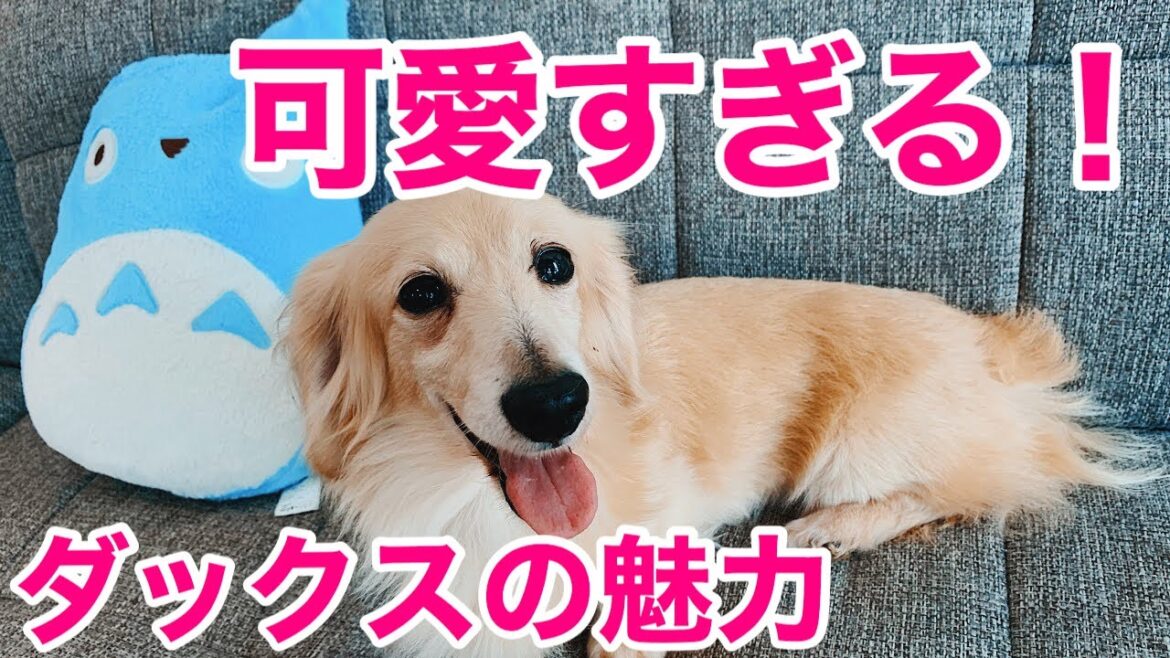 ミニチュアダックスの魅力！飼い方！歴史！相性！病気！徹底解説！ All about Miniature dachshund