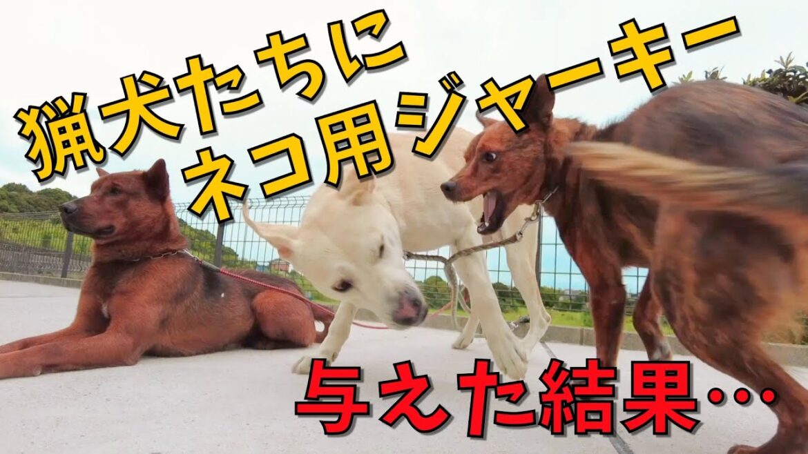 安定のスフィンクス・リキのジャーキー拝みスタイルに、食いしん坊仮面猟犬カシン、その辺のシャコタンより低いアスカでセンチメンタル・ジャーキー 安定のスフィンクス・リキのジャーキー拝みスタイルに、食いしん坊仮面猟犬カシン、その辺のシャコタンより低いアスカでセンチメンタル・ジャーキー