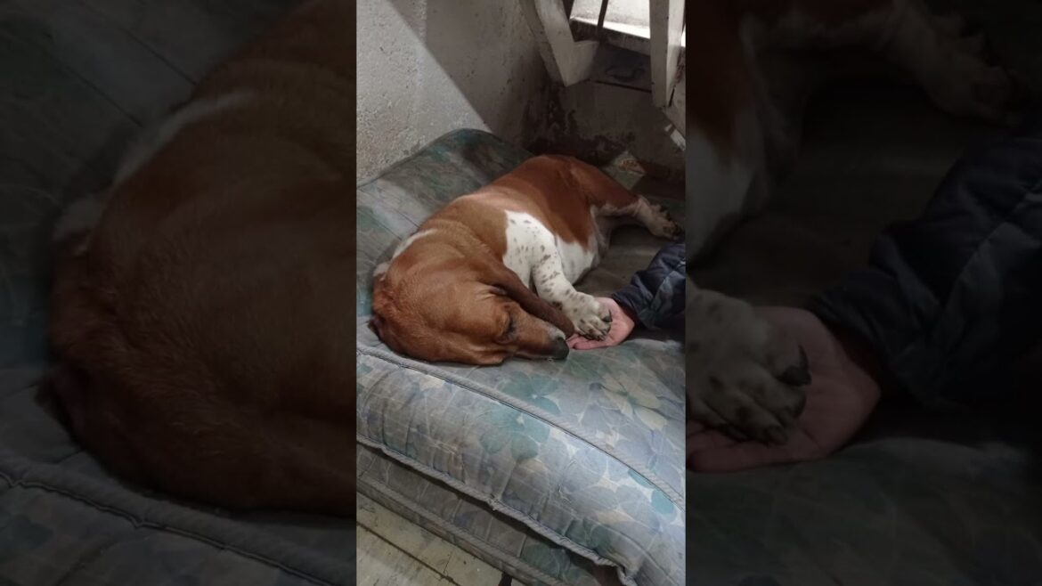 el pachón | #bassethound #funnypets #funnyanimals #shorts