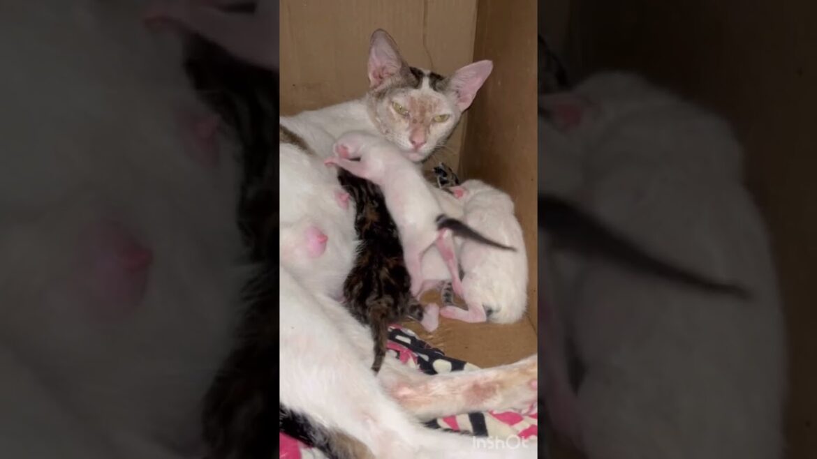 Cute newborn kittens fighting for mother's milk | 01 |