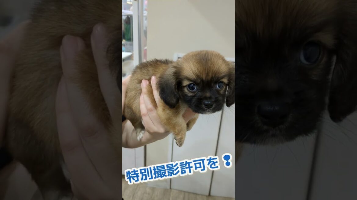 ［オキシトシン分泌！］「厳選」超癒し子犬㉑〈マジ心惹かれたミックス犬（ペキ✕ダックス）〉抱っこしたら、ずっと尻尾振り続けてくれました！【しずくん動画ショート】#子犬片手抱っこ#癒し犬 #shorts
